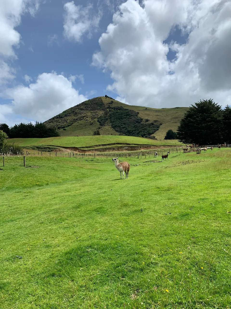 Thickthorne Llamas - Southland, New Zealand - Credit Great South (2)