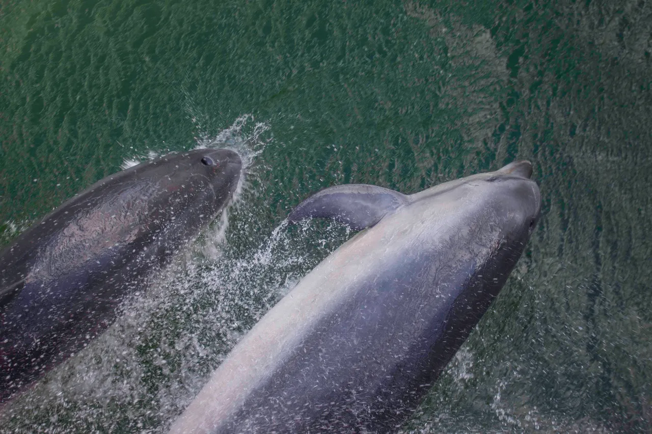 Bottlenose Dolphins - Southland, New Zealand - Credit Great South