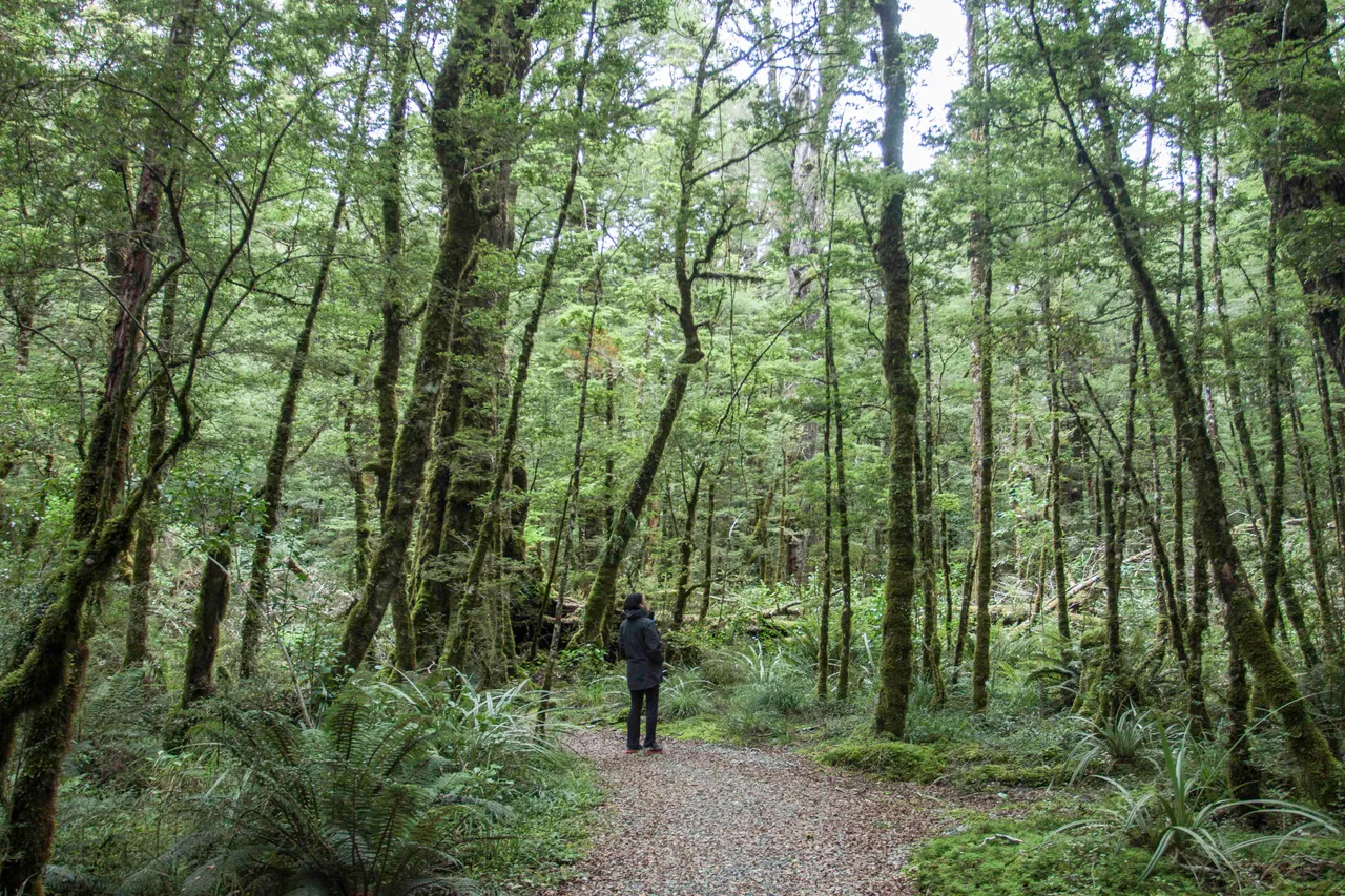 Lake Gunn Nature Walk - Southland, New Zealand - Credit Great South
