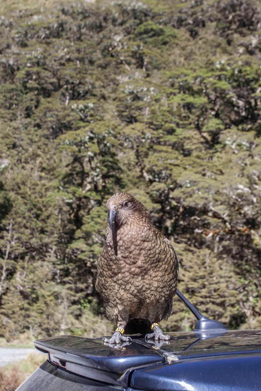Kea - Southland, New Zealand - Credit Great South