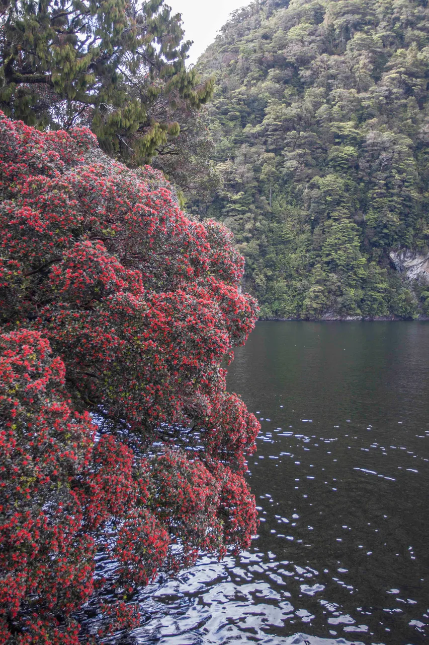 Rata, Doubtful Sound - Southland, New Zealand - Credit Great South (2)