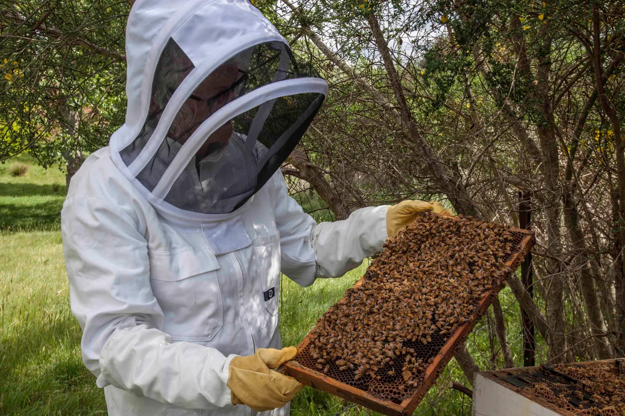 Beekeeping, Cabot Lodge - Southland, New Zealand - Credit Great South (4)