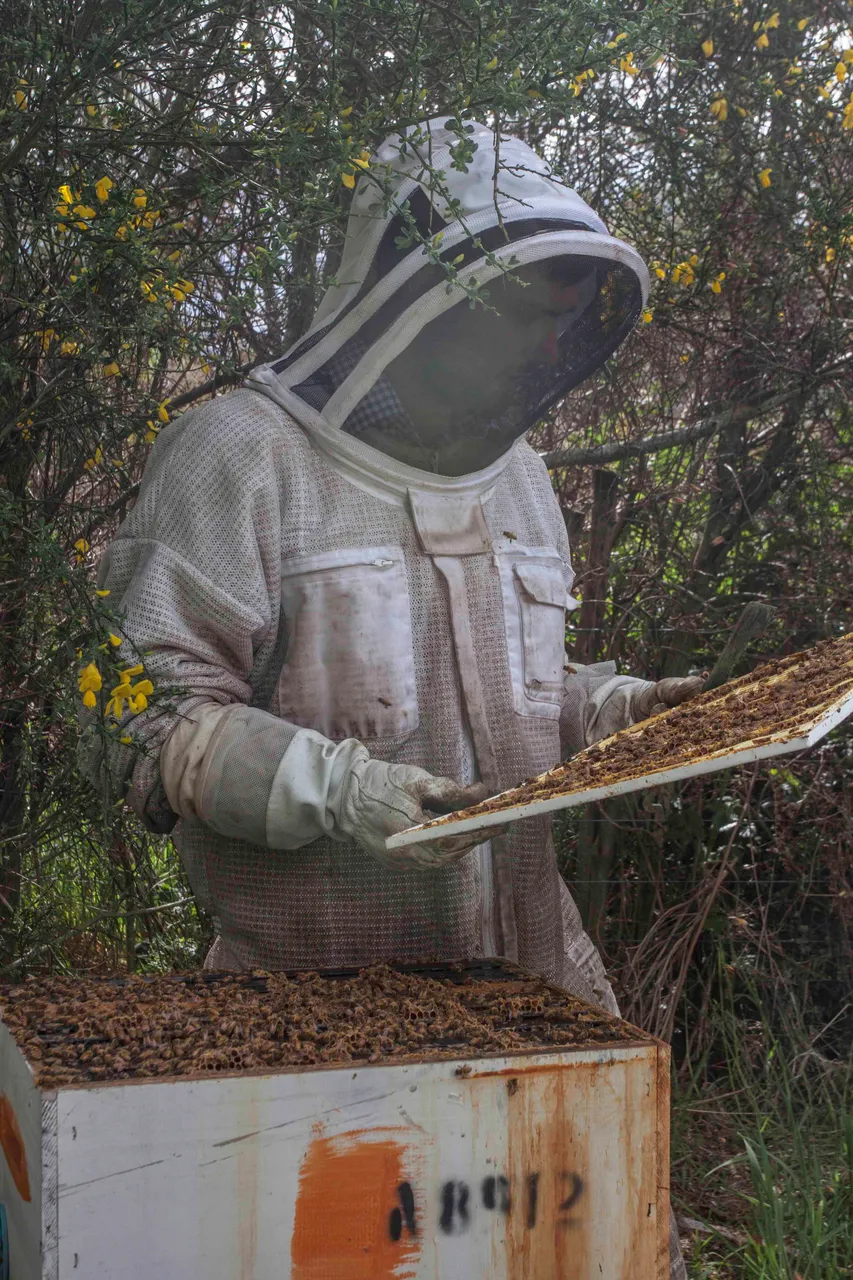 Beekeeping, Cabot Lodge - Southland, New Zealand - Credit Great South (2)
