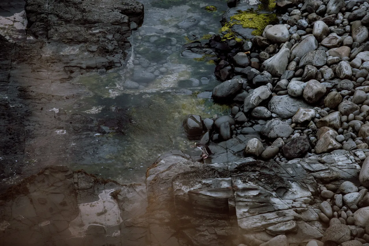 Catlins Mohua Park Guided Tours - Southland, New Zealand - Credit Francine Boer (3)