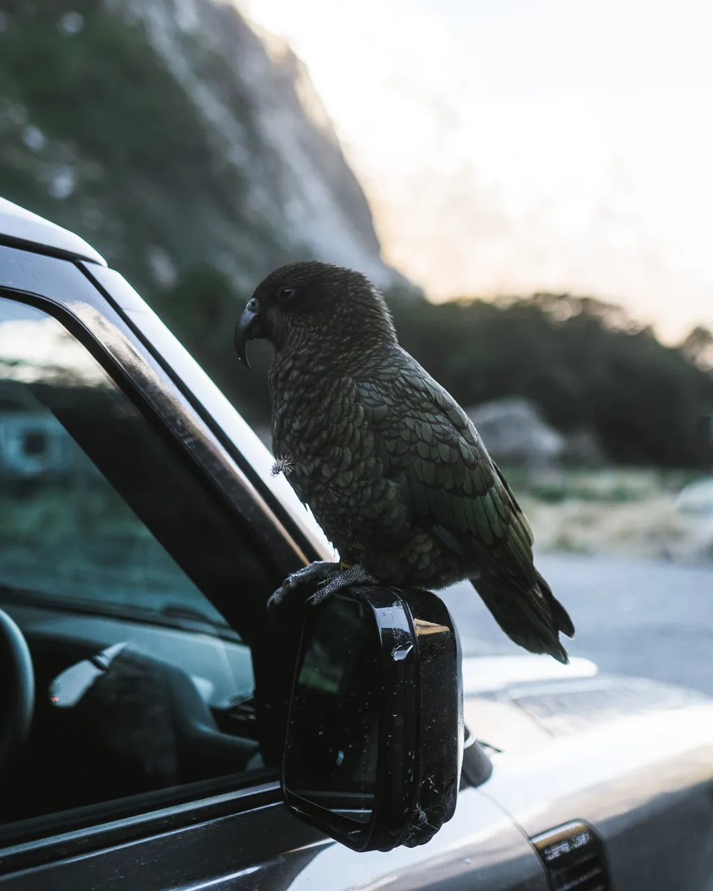 Milford Road - Southland, New Zealand - Credit Fin Matson (4)