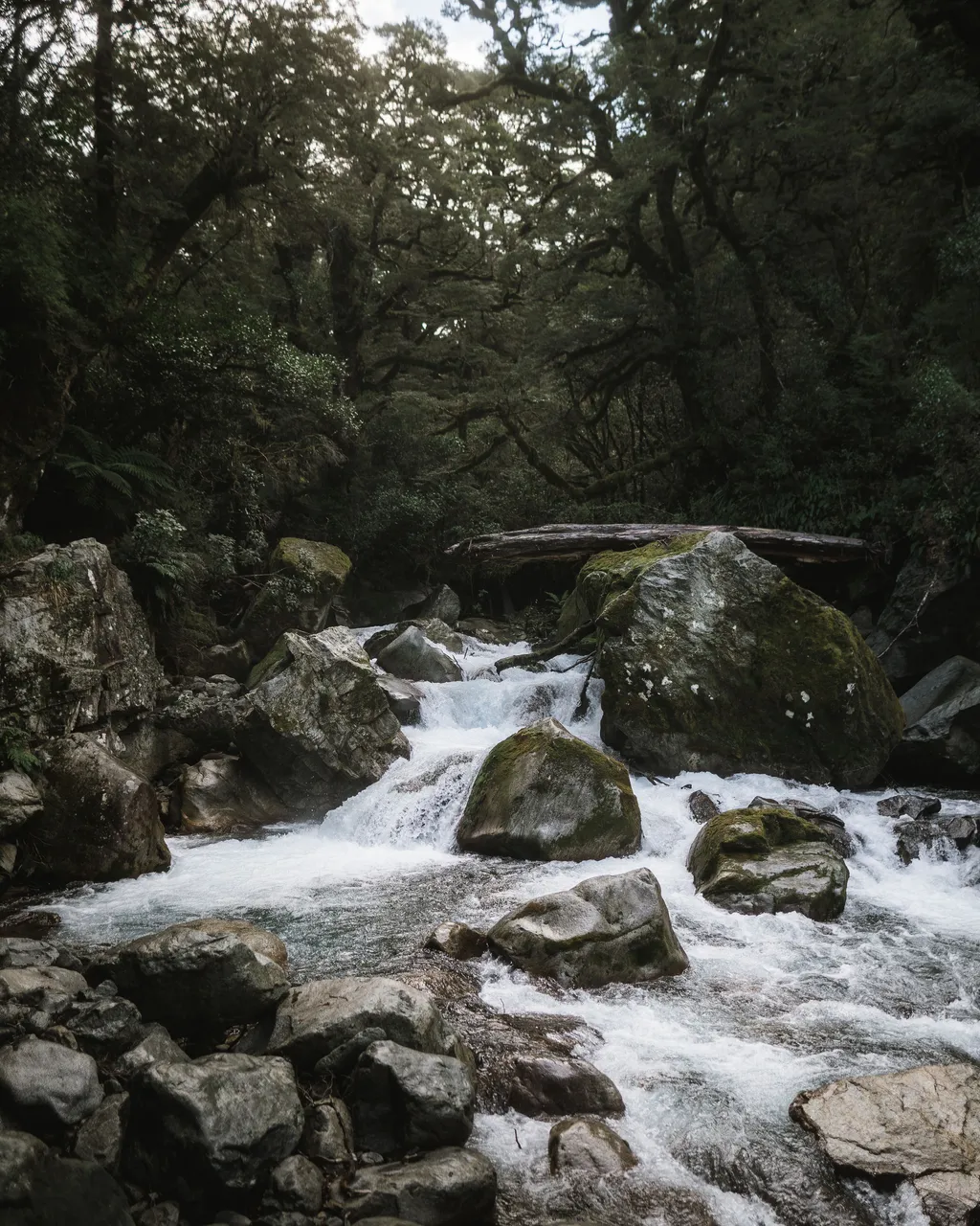 Lake Marian Track - Southland, New Zealand - Credit Fin Matson (4)