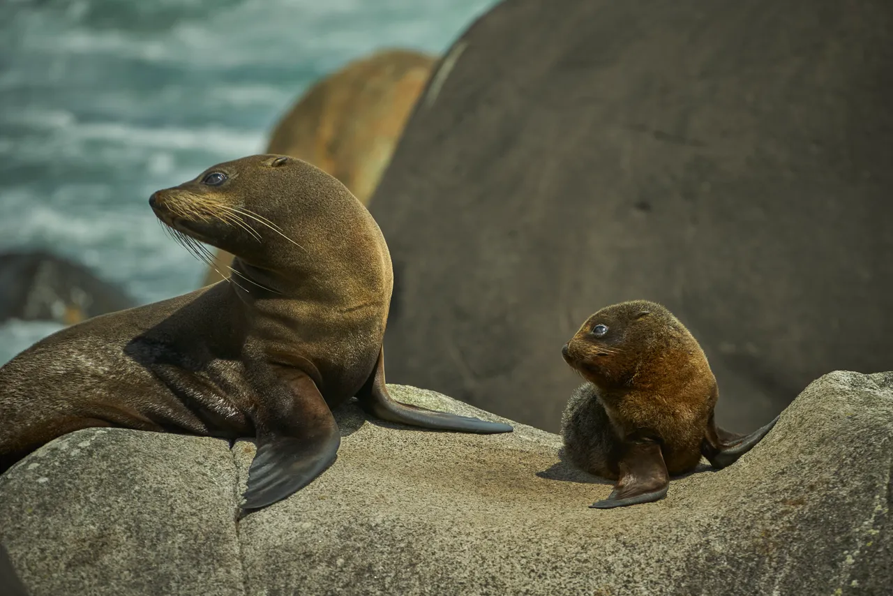 Seals - Southland, New Zealand - Credit Graham Dainty