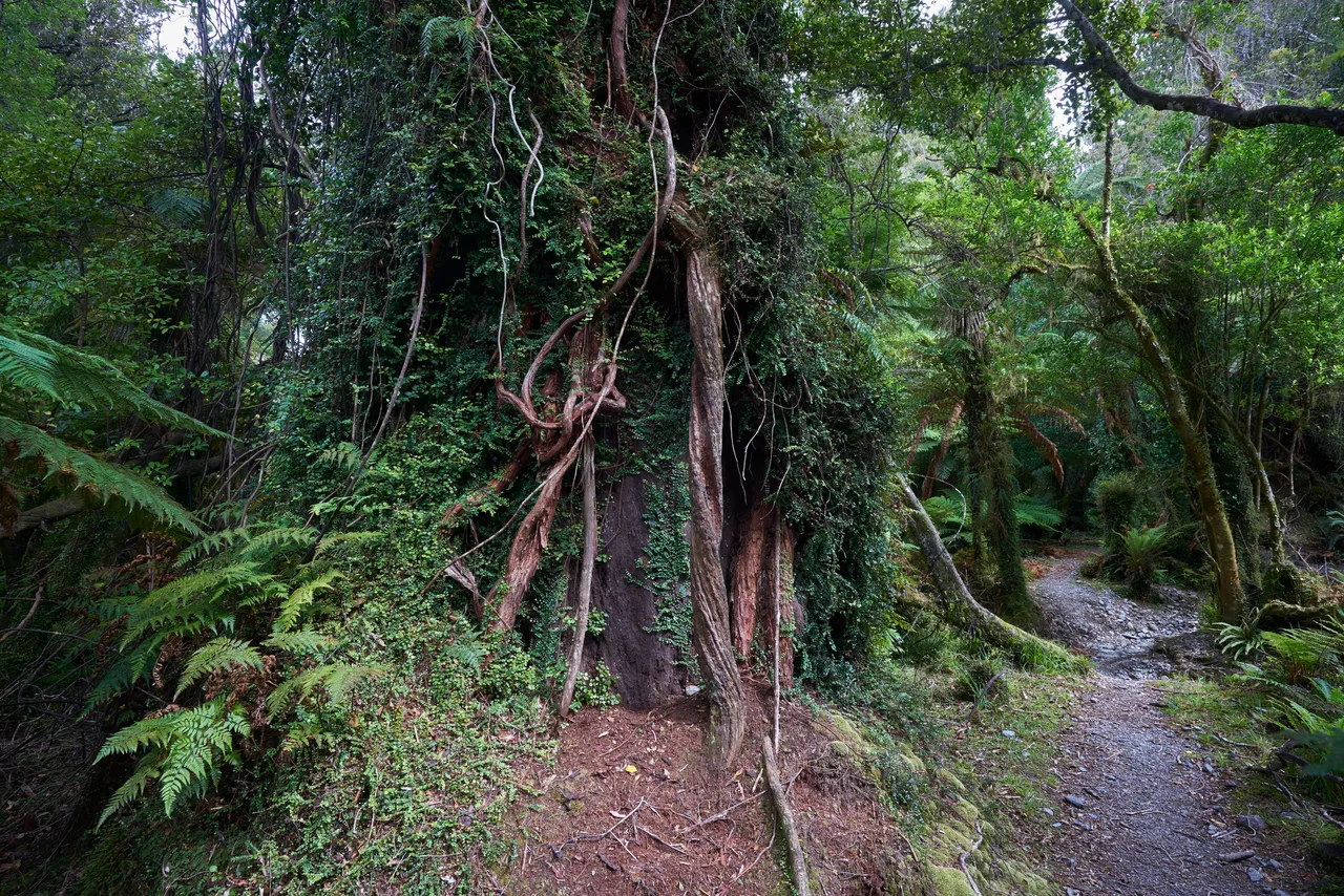Hollyford Track - Southland, New Zealand - Credit Graham Dainty (2)