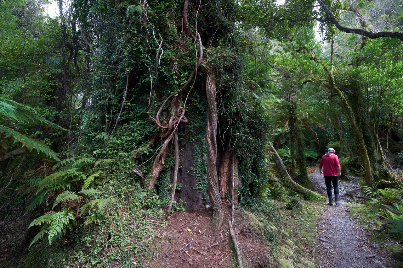 Hollyford Track - Southland, New Zealand - Credit Graham Dainty (1)