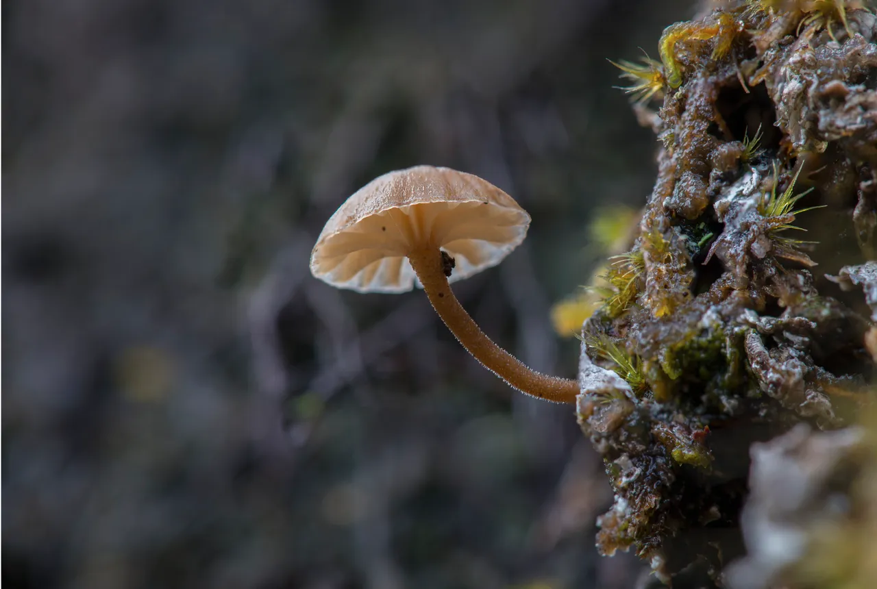 Fiordland - Southland, New Zealand - Credit Graham Dainty (11)