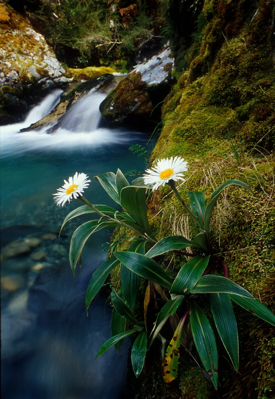 Fiordland - Southland, New Zealand - Credit Graham Dainty (5)