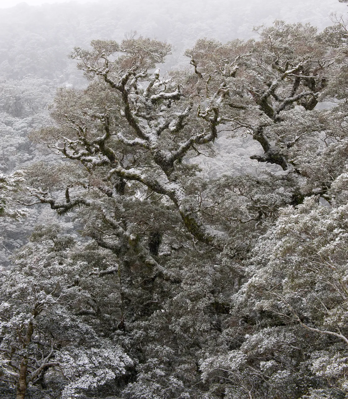Fiordland - Southland, New Zealand - Credit Graham Dainty (10)