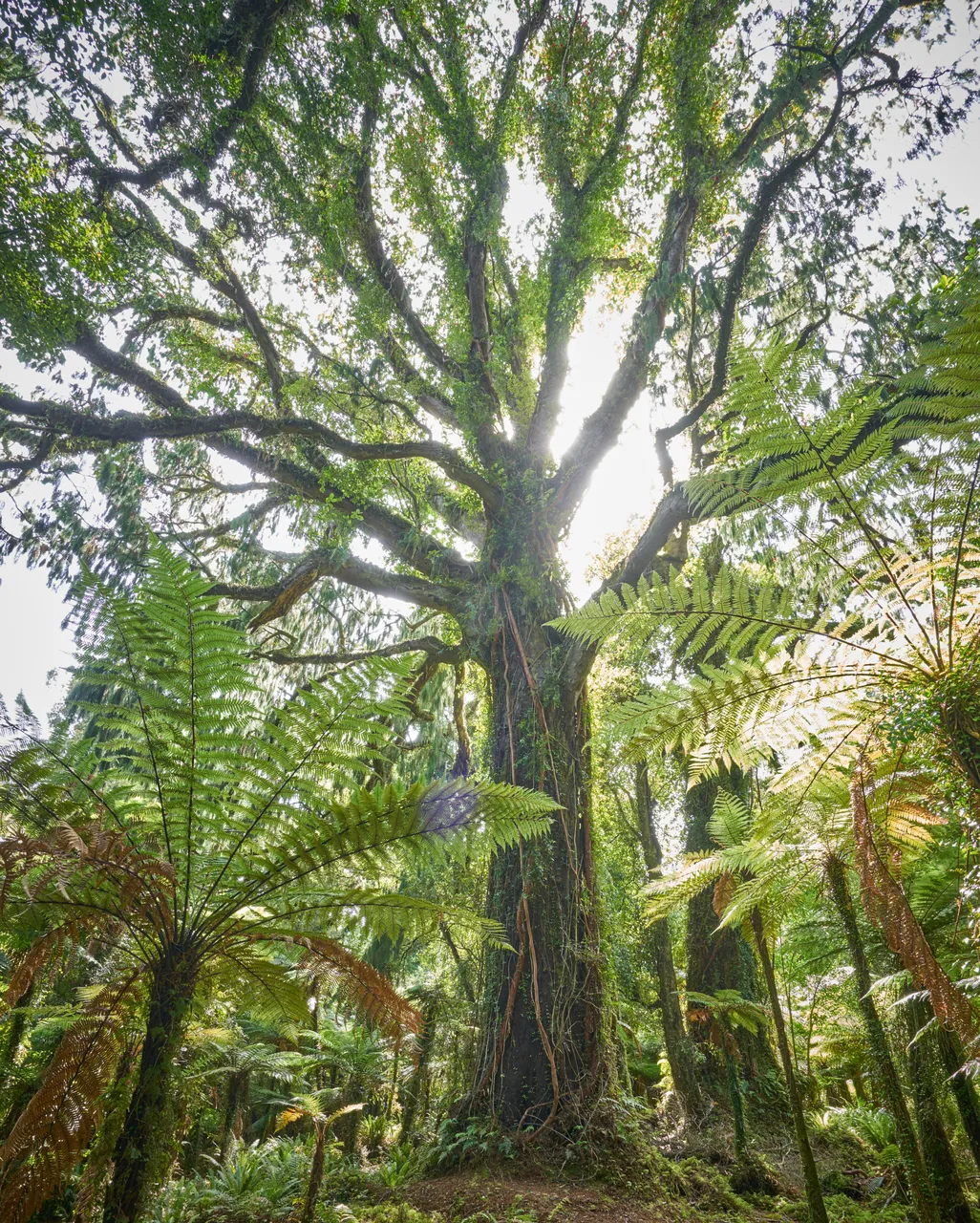 Fiordland - Southland, New Zealand - Credit Graham Dainty (8)