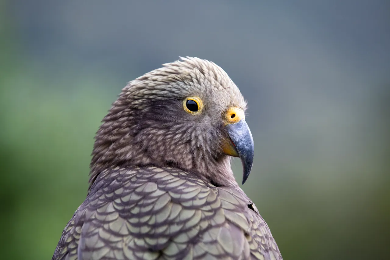 Kea - Southland, New Zealand - Credit Richard Young