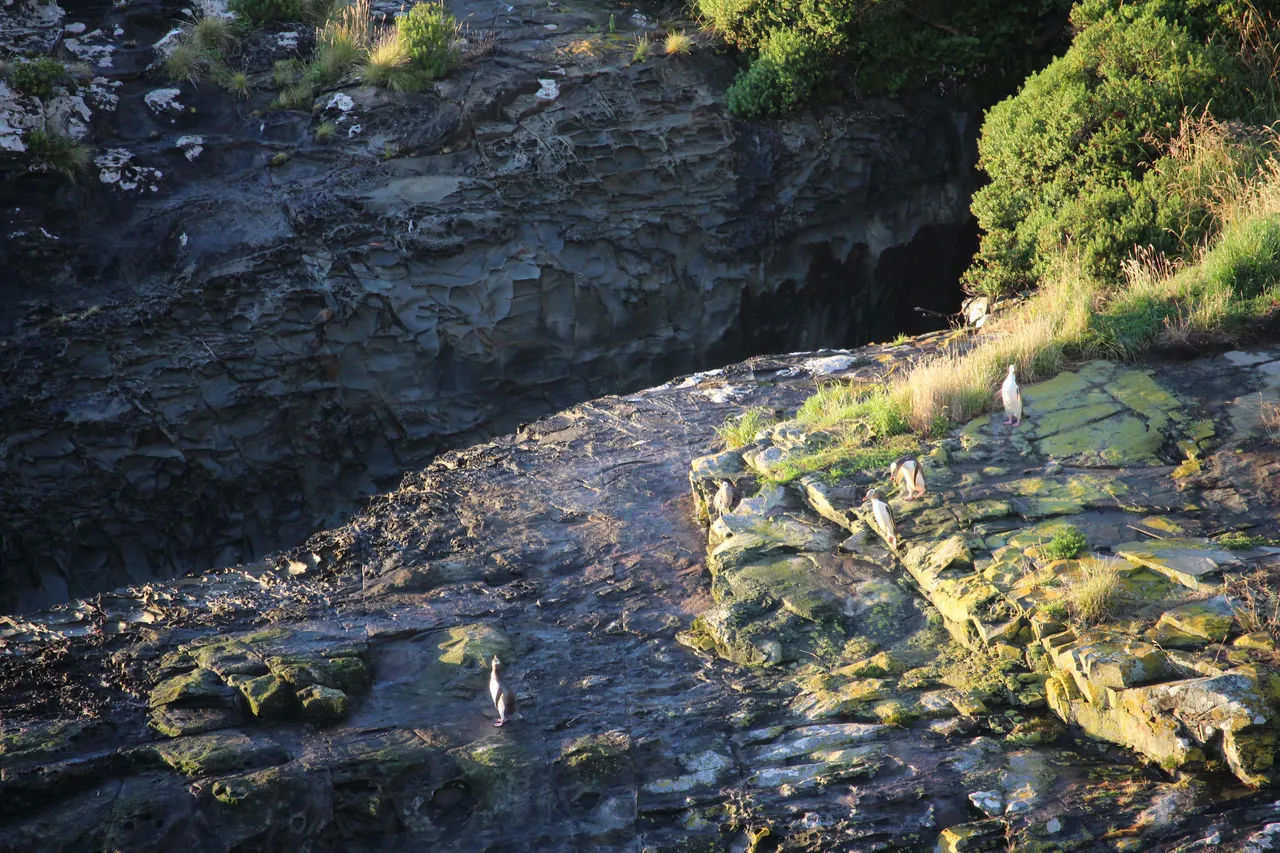 Mohua Park Sunrise Tour - Southland, New Zealand - Credit Great South (3)