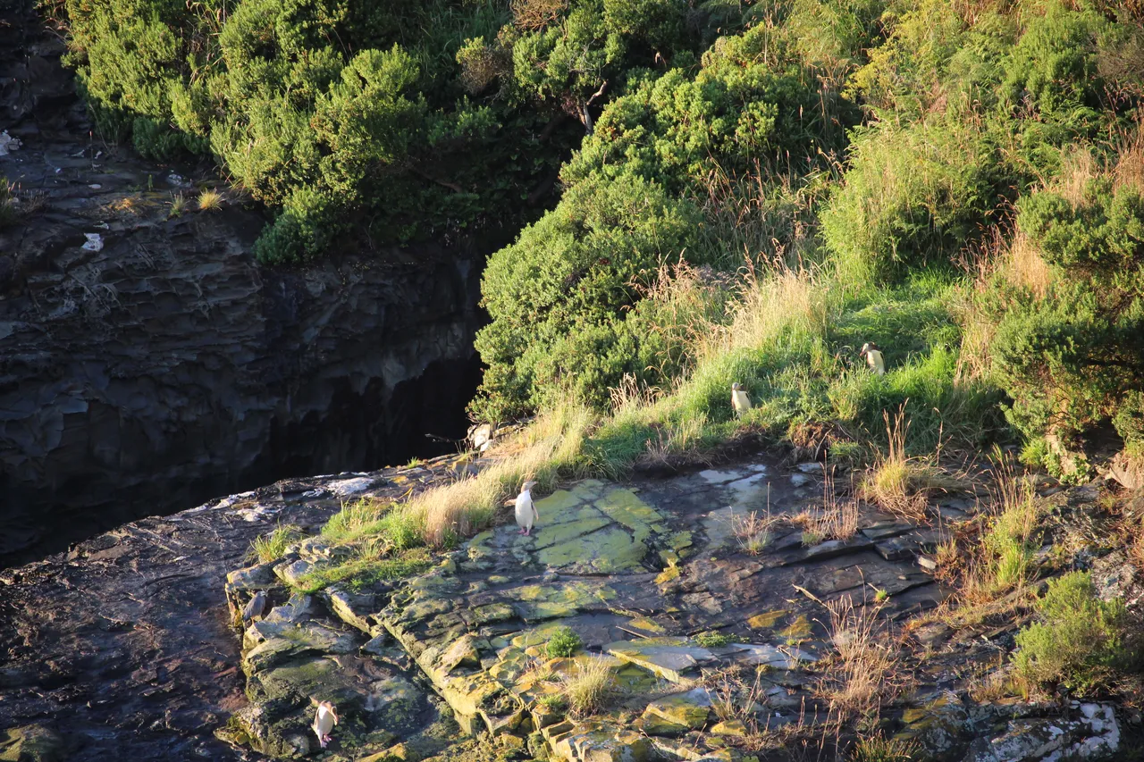 Mohua Park Sunrise Tour - Southland, New Zealand - Credit Great South (1)