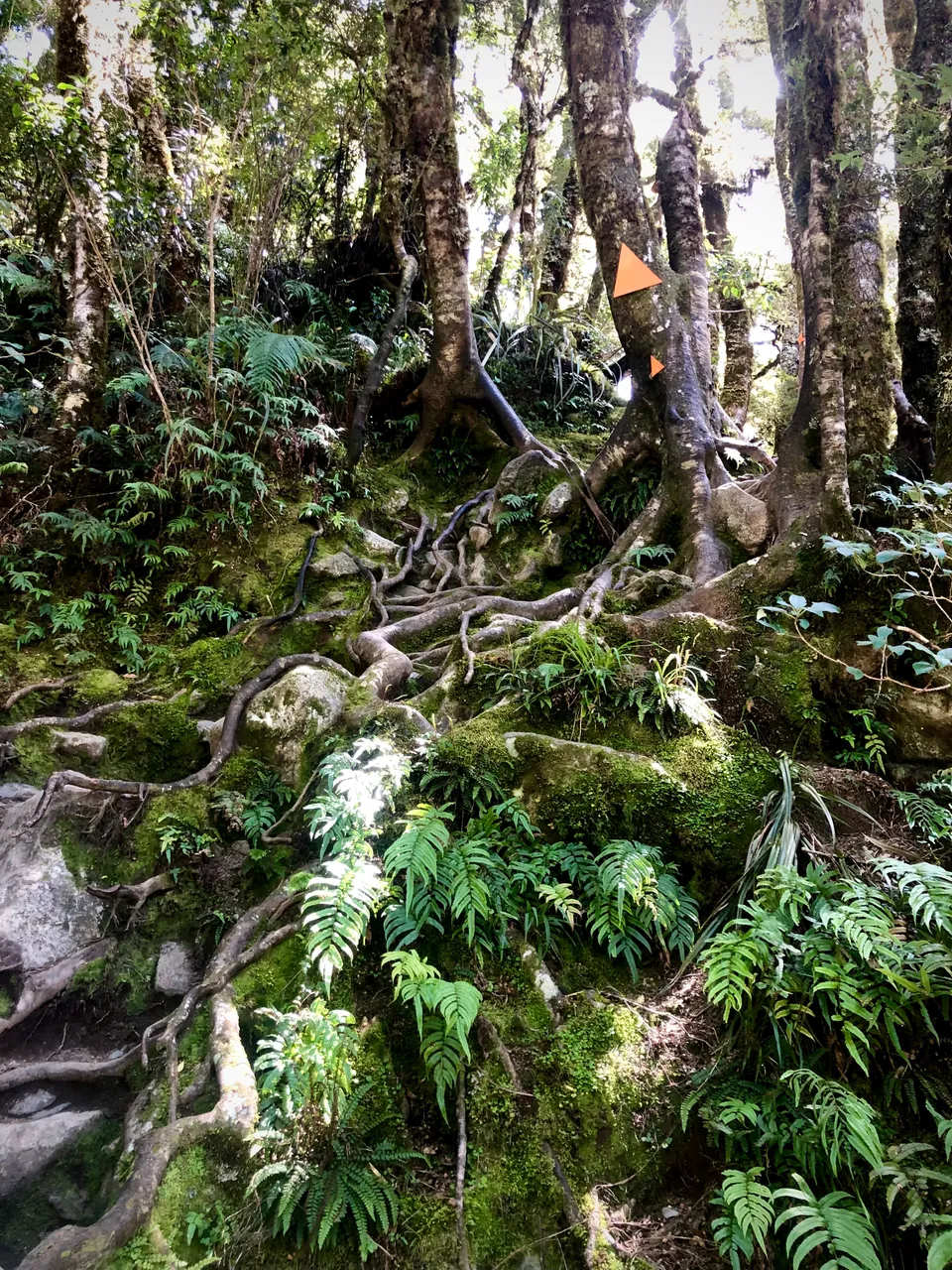 Lake Marian Track - Southland, New Zealand - Credit Great South (16)