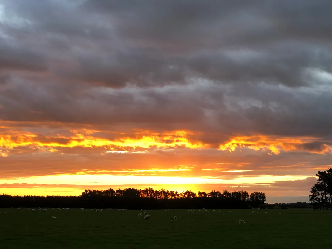 Farmland - Southland, New Zealand - Credit Great South (1)