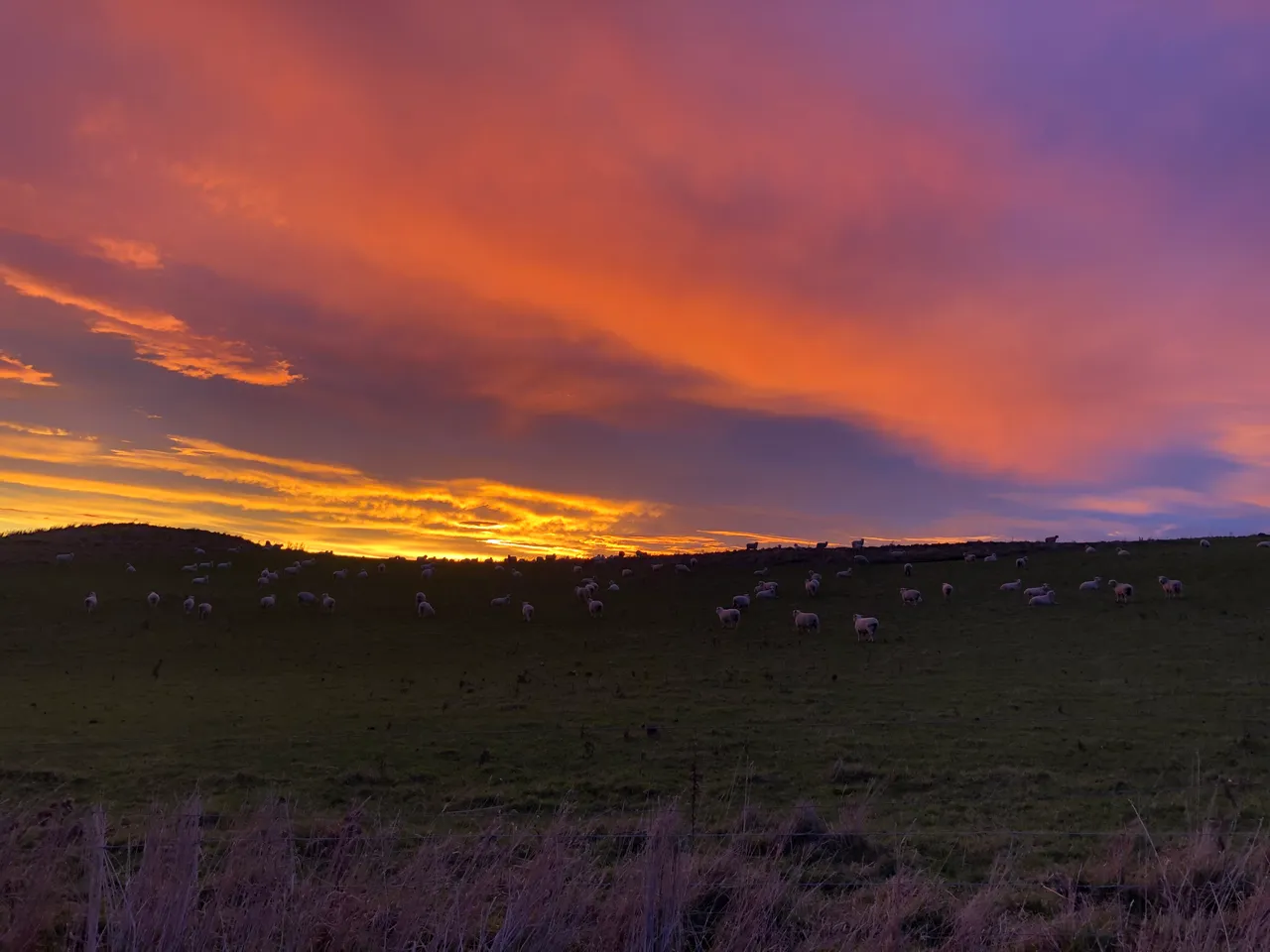 Farmland - Southland, New Zealand - Credit Great South (8)