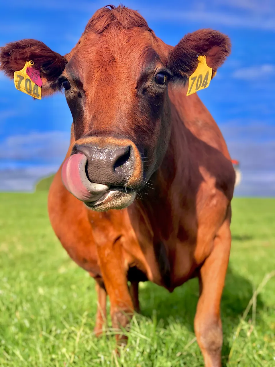 Dairy Farm - Southland, New Zealand - Credit Great South (4)