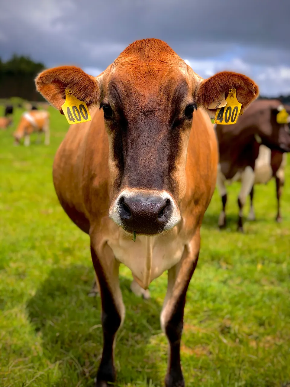 Dairy Farm - Southland, New Zealand - Credit Great South (3)