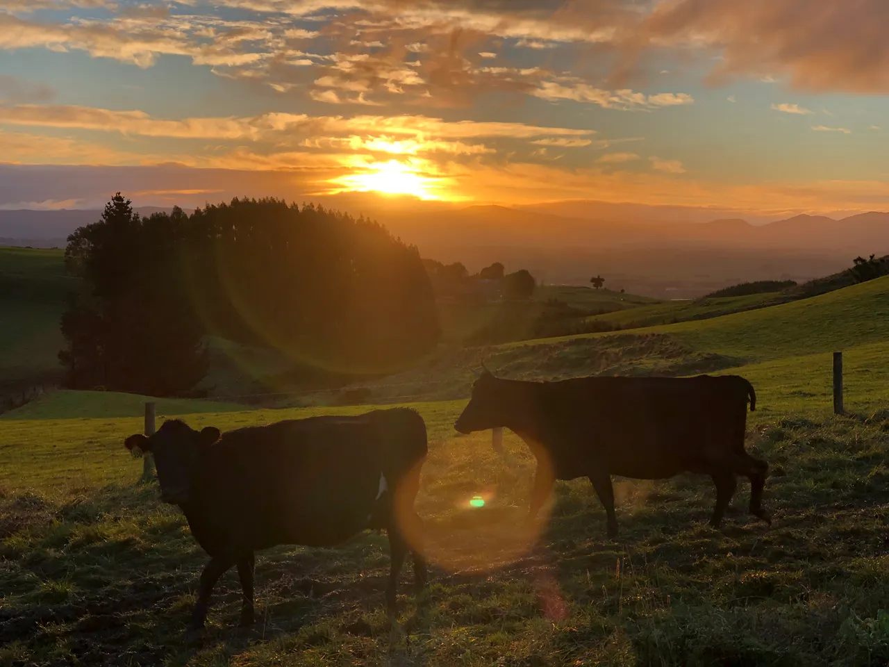 Dairy Farm - Southland, New Zealand - Credit Great South (7)