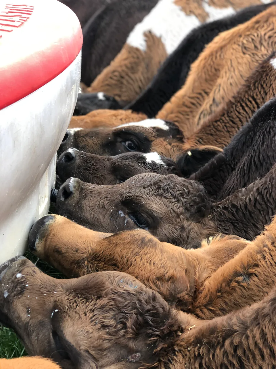 Dairy Farm - Southland, New Zealand - Credit Great South (2)