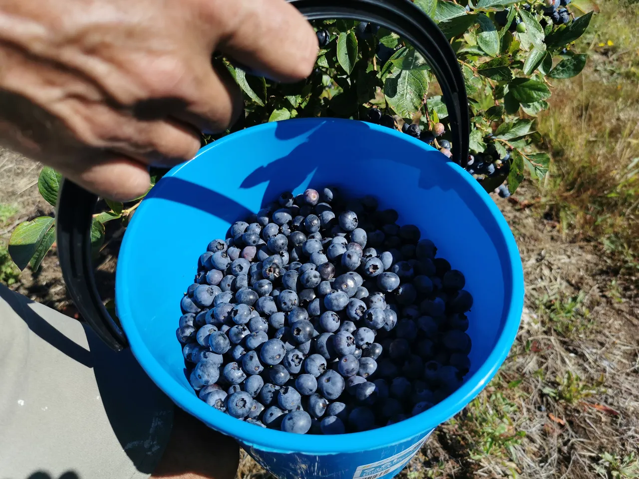 Blueberry Country - Southland, New Zealand - Credit Great South
