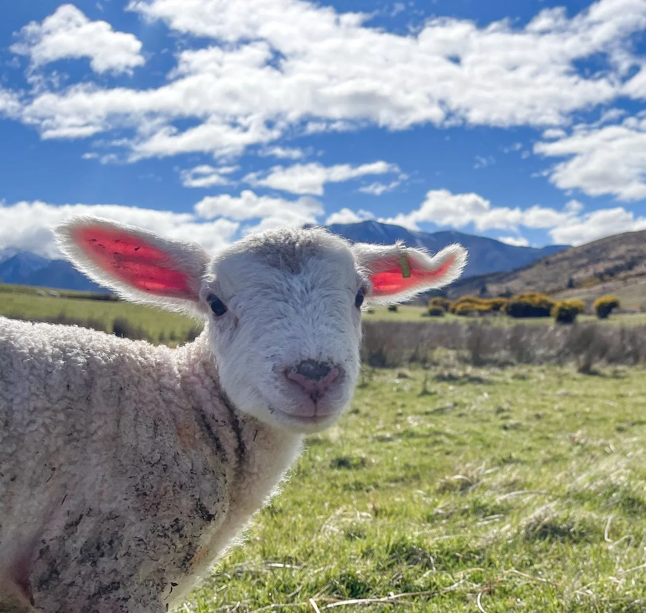 Revitalize - Southland, New Zealand - Credit Great South (11)
