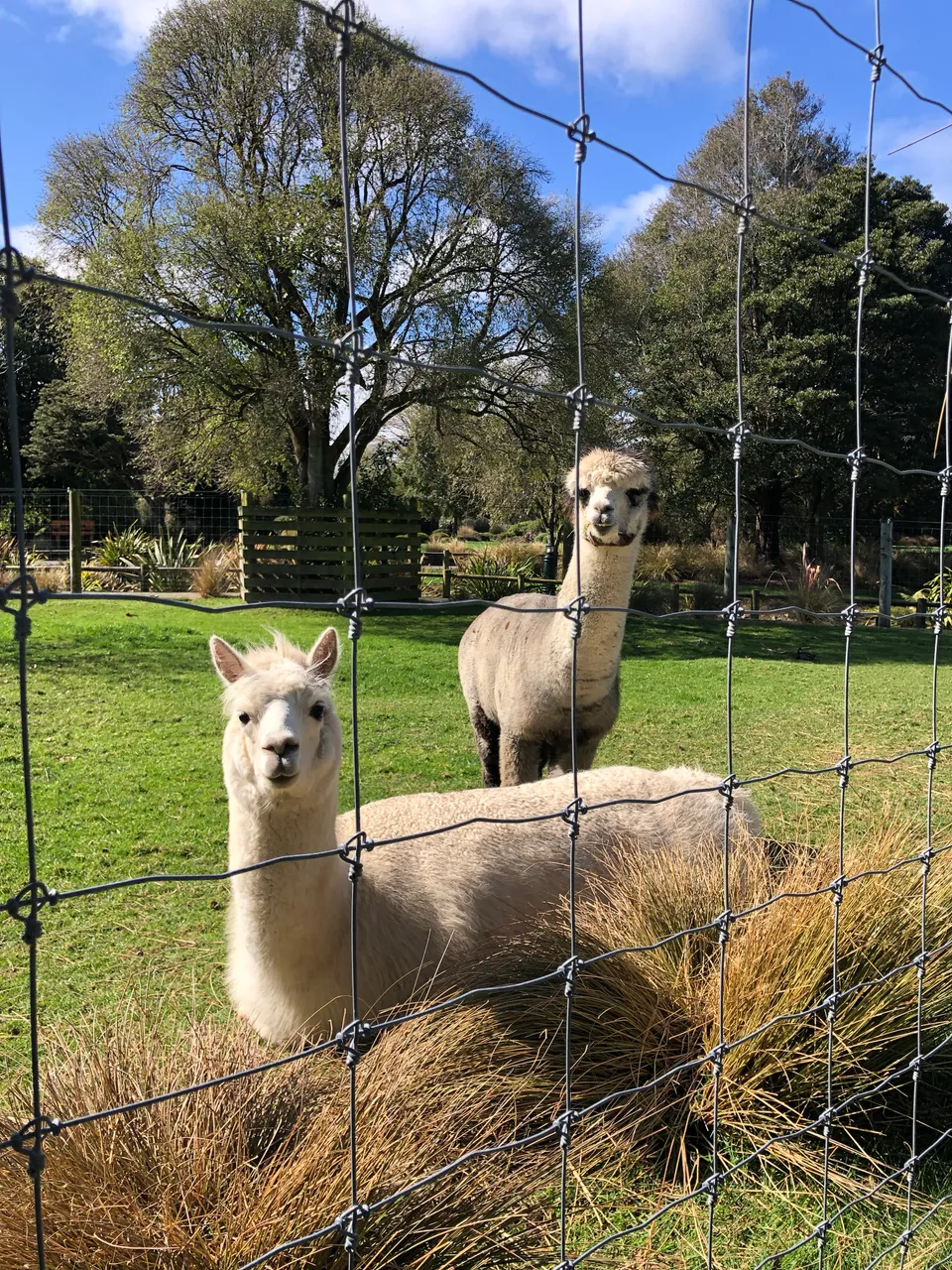 Queens Park Farm Yard - Southland, New Zealand - Credit Great South (2)
