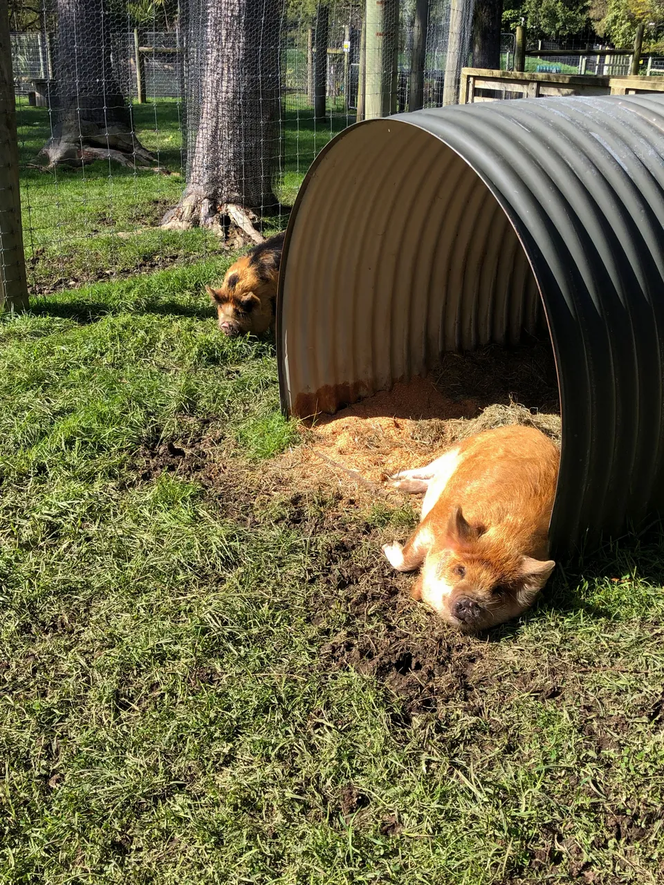 Queens Park Farm Yard - Southland, New Zealand - Credit Great South (7)