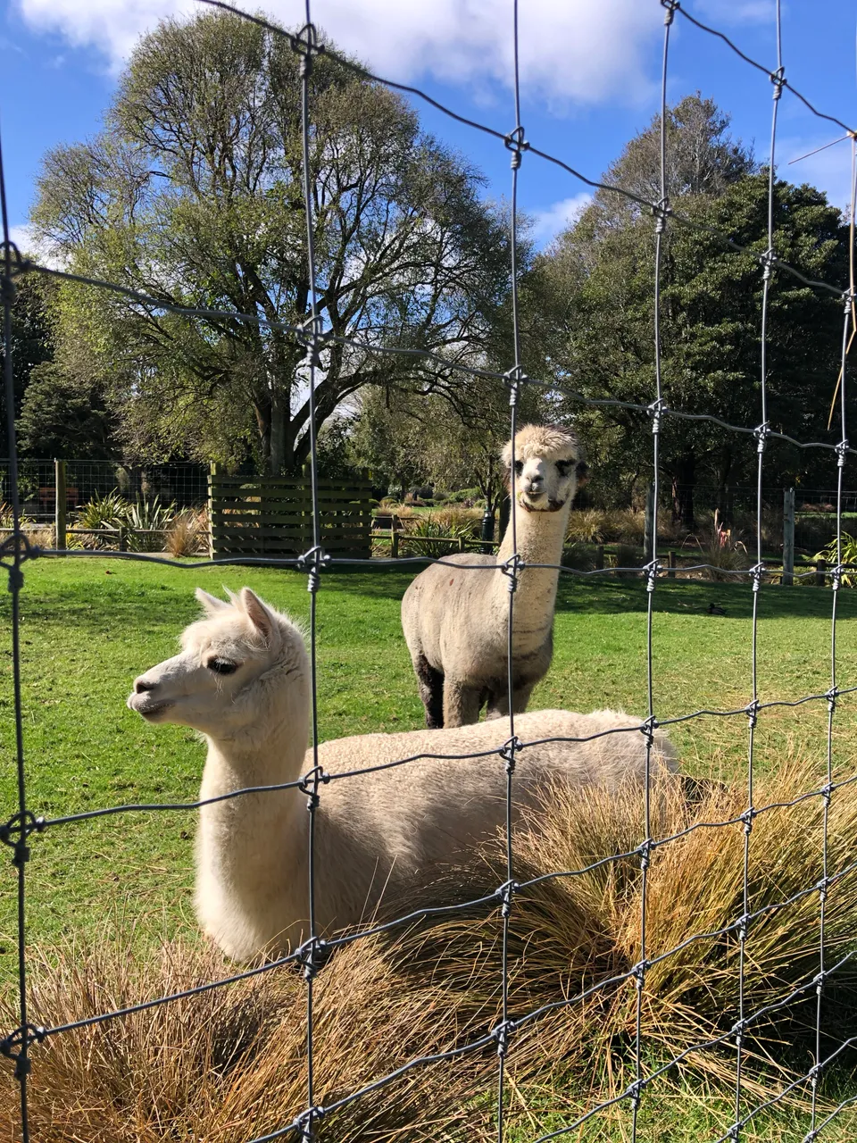 Queens Park Farm Yard - Southland, New Zealand - Credit Great South (3)