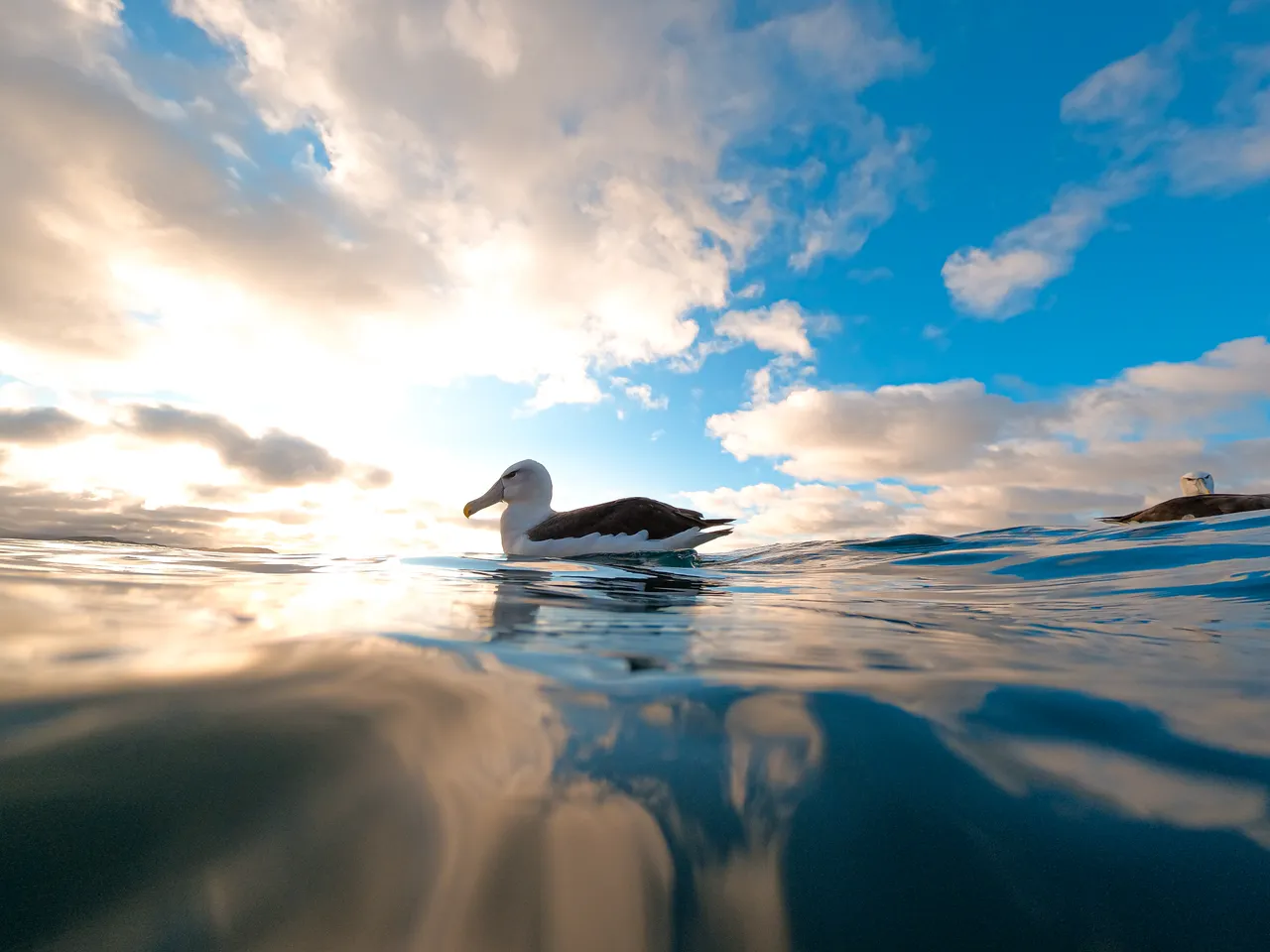 Albatross - Southland, New Zealand - Credit Great South (4)