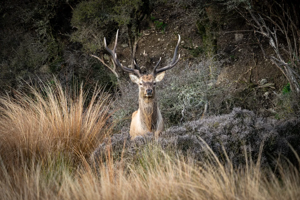 Fiordland Big 3 2021 - Southland, New Zealand - Credit Great South (2)
