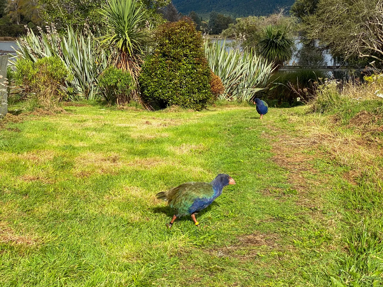 Te Anau Bird Sanctuary - Southland, New Zealand - Credit Great South (2)