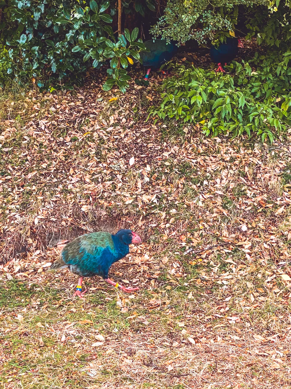 Te Anau Bird Sanctuary - Southland, New Zealand - Credit Great South (3)