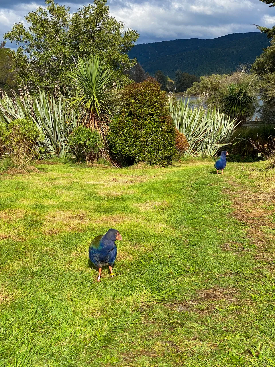 Te Anau Bird Sanctuary - Southland, New Zealand - Credit Great South (1)