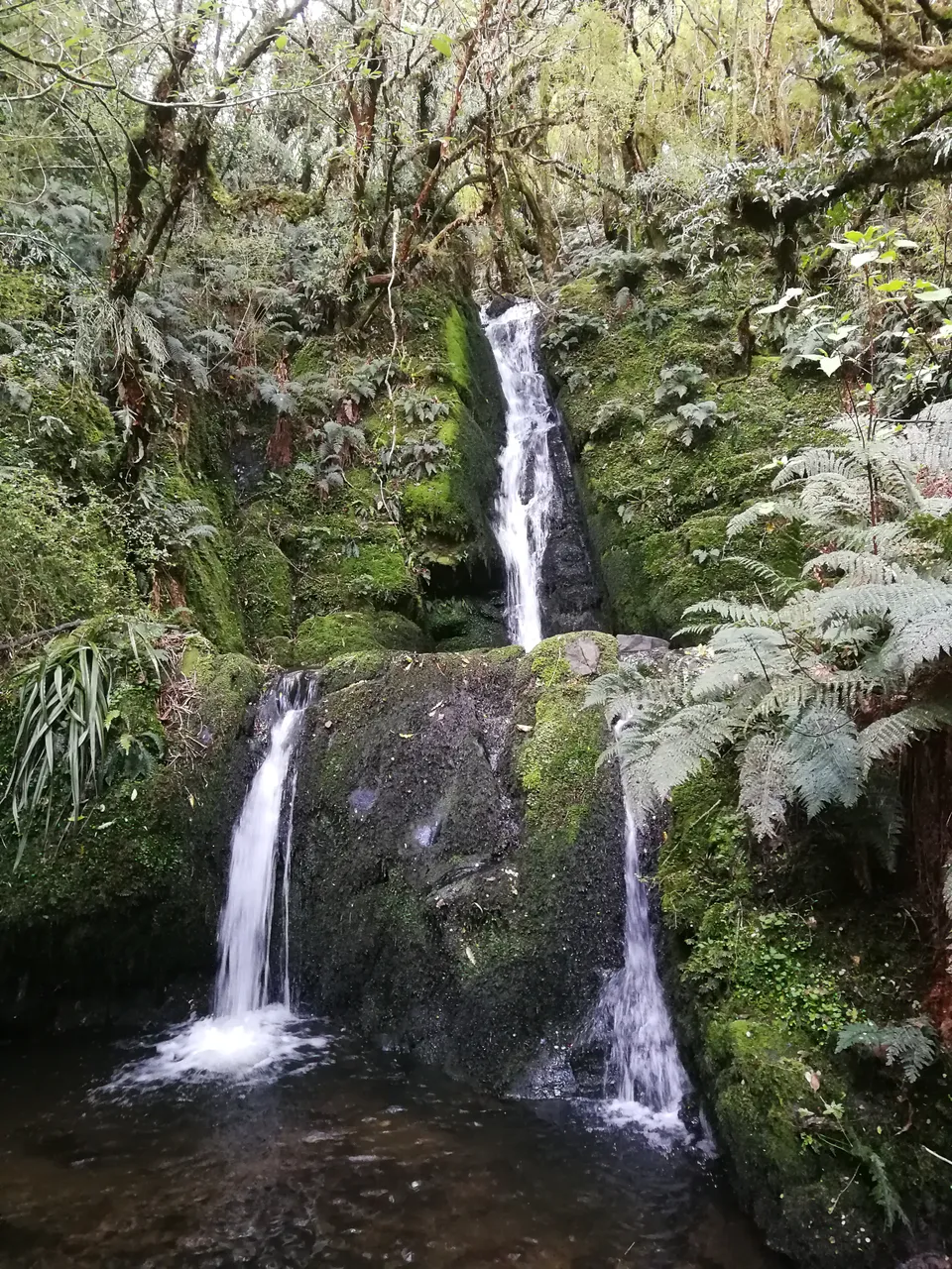 Whisky Creek Track, Dolamore Park - Southland, New Zealand - Credit Great South