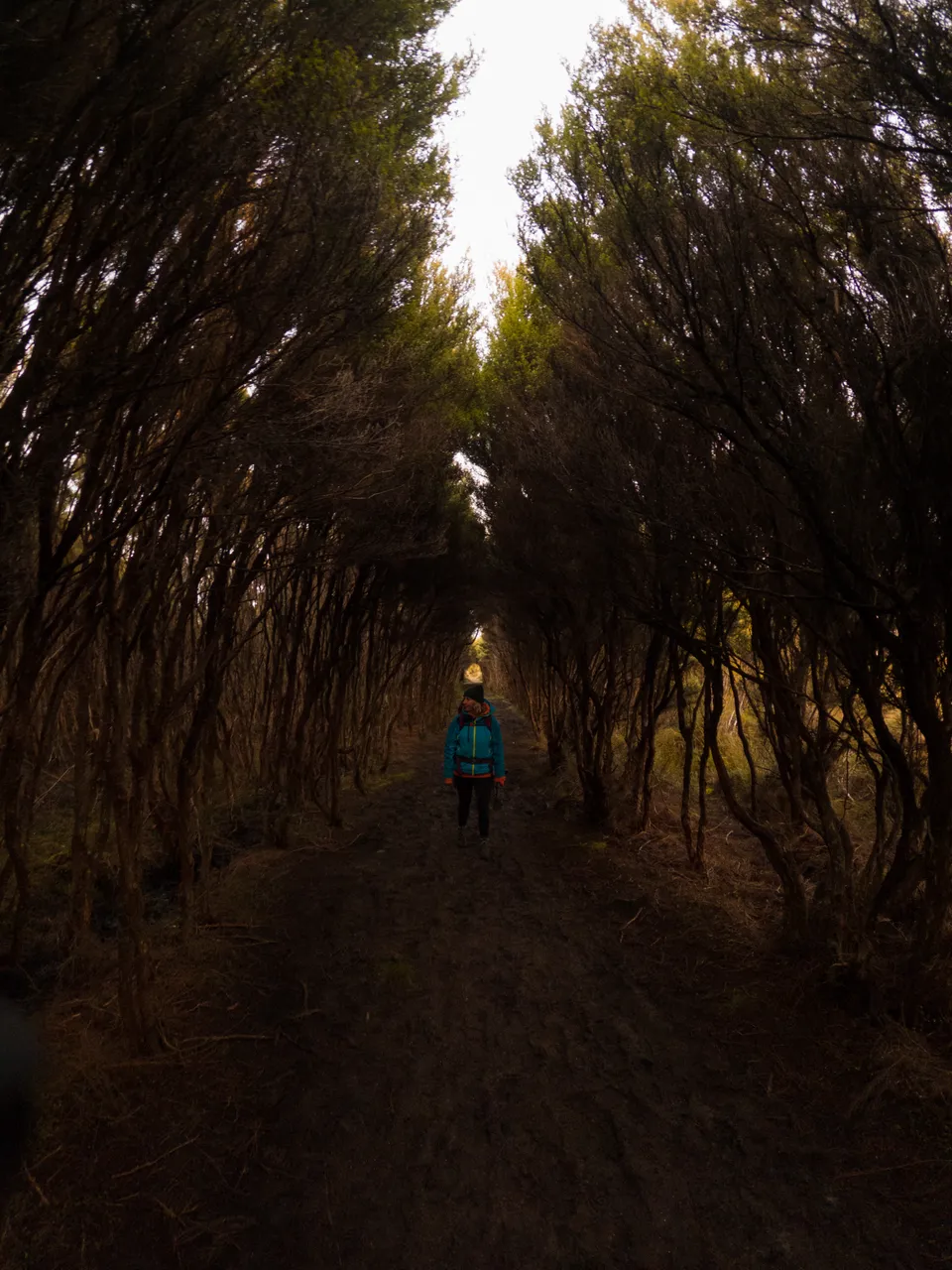 Rakiura Track - Southland, New Zealand - Credit Great South (8)