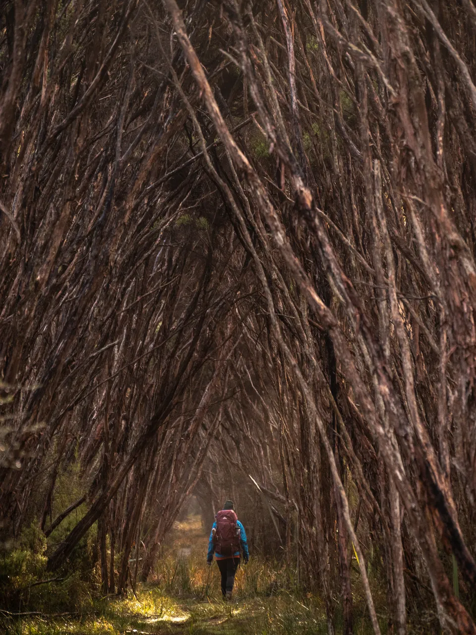 Rakiura Track - Southland, New Zealand - Credit Great South (30)