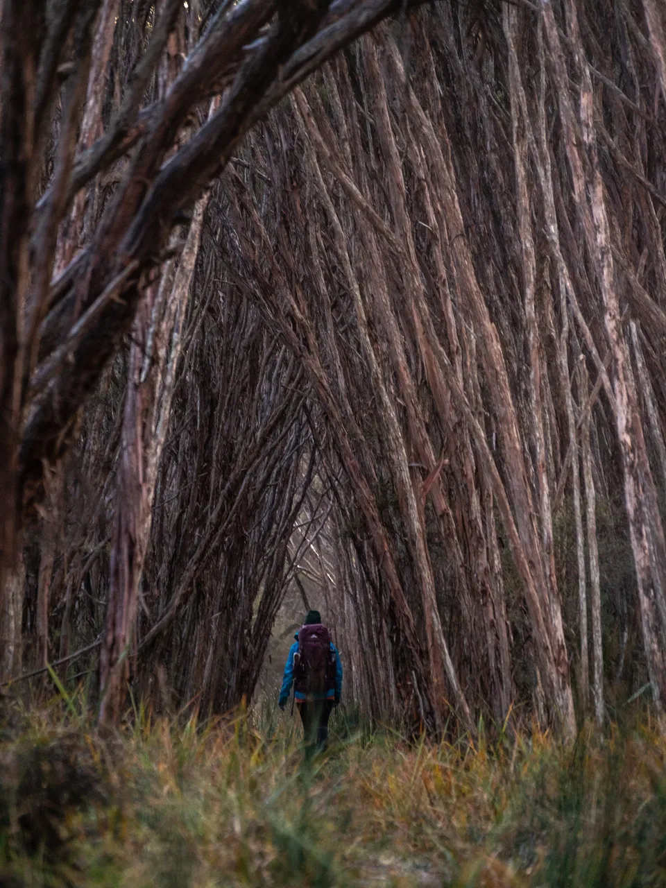 Rakiura Track - Southland, New Zealand - Credit Great South (24)