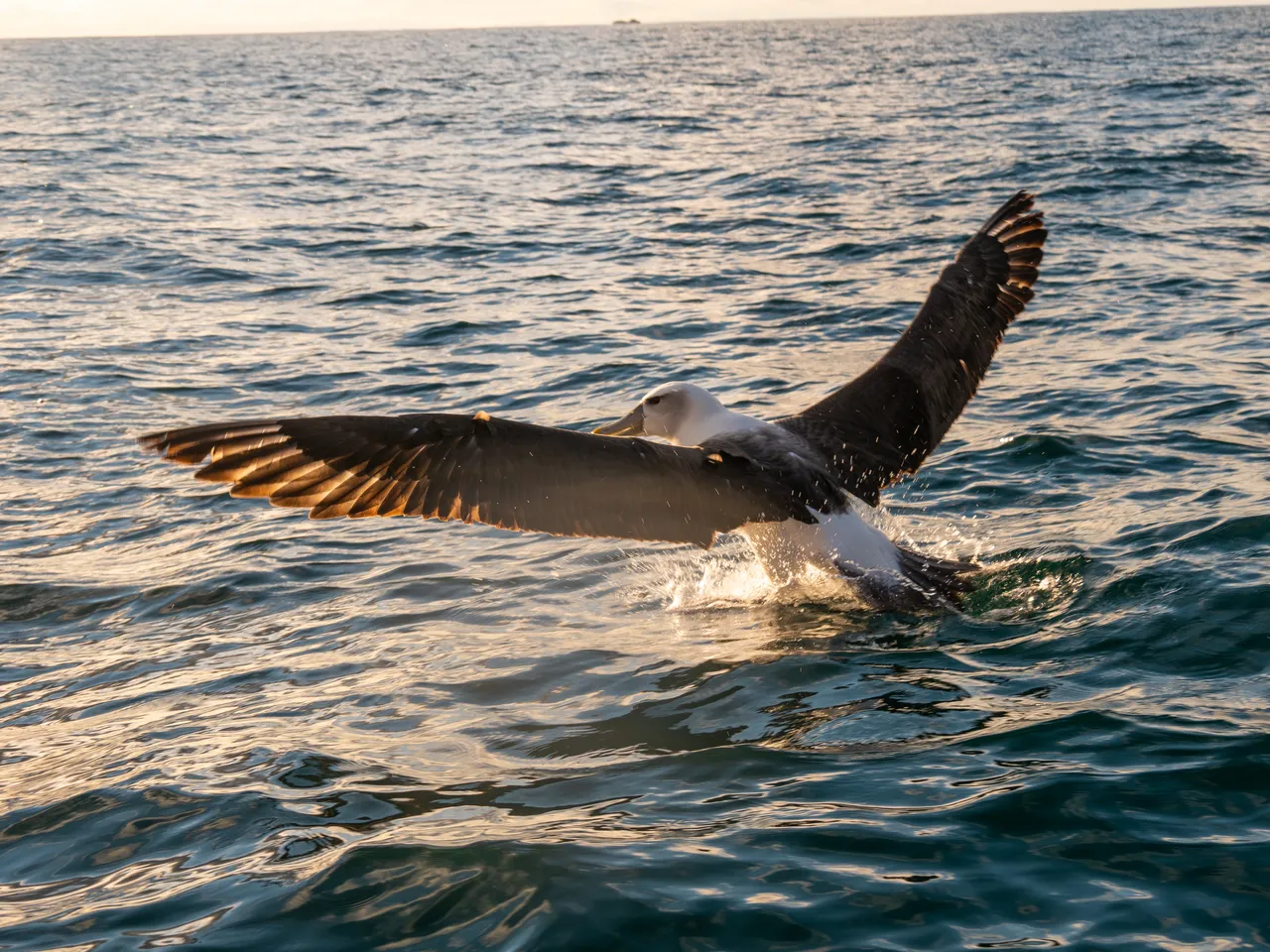 Albatross - Southland, New Zealand - Credit Great South (1)