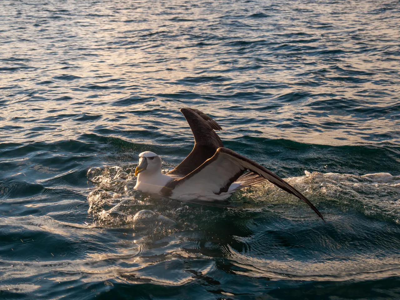 Albatross - Southland, New Zealand - Credit Great South (2)