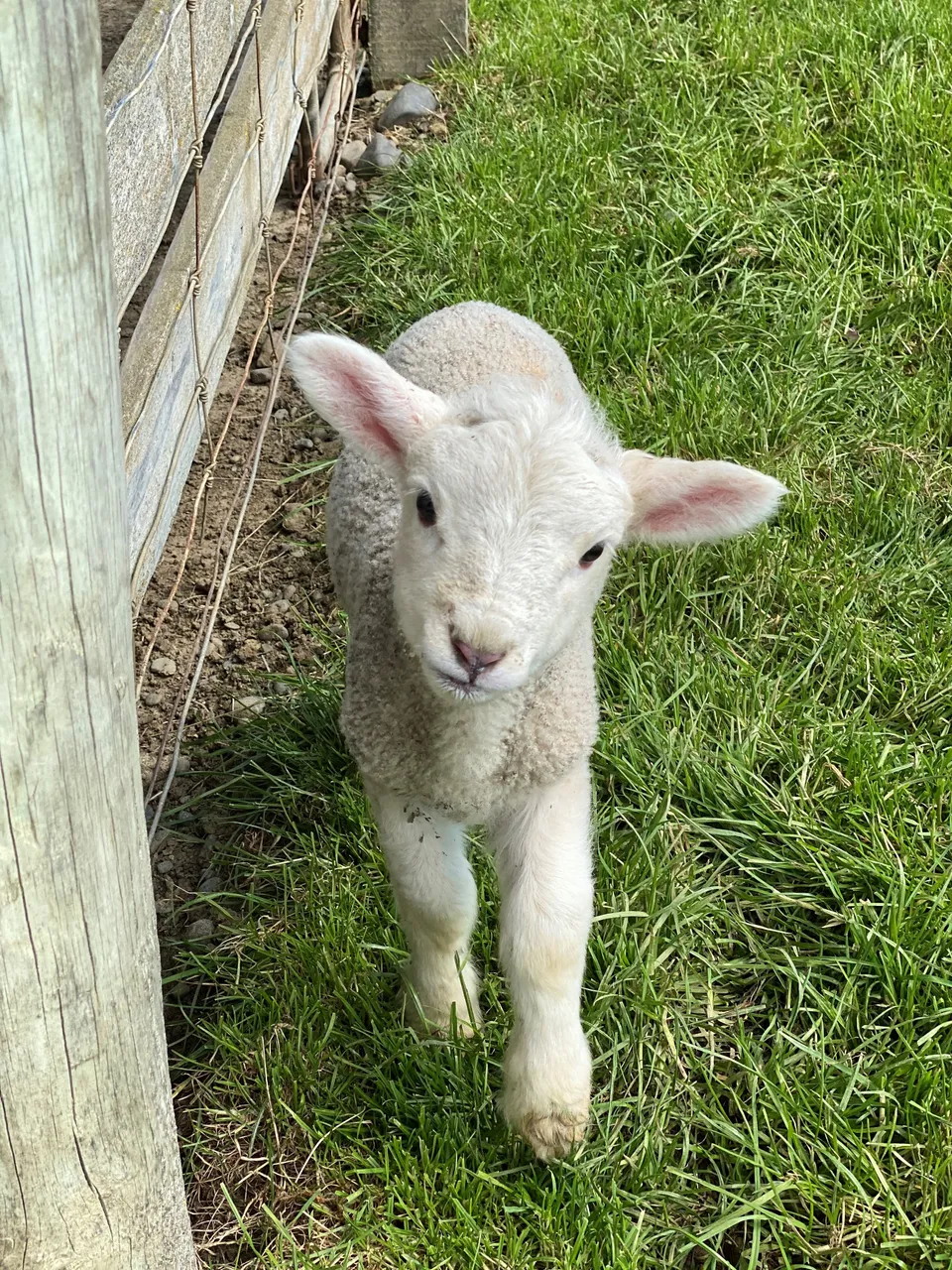 Farm Lamb - Southland, New Zealand - Credit Great South (2)