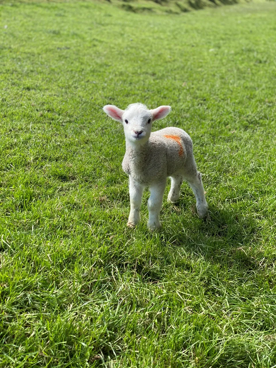 Farm Lamb - Southland, New Zealand - Credit Great South (3)