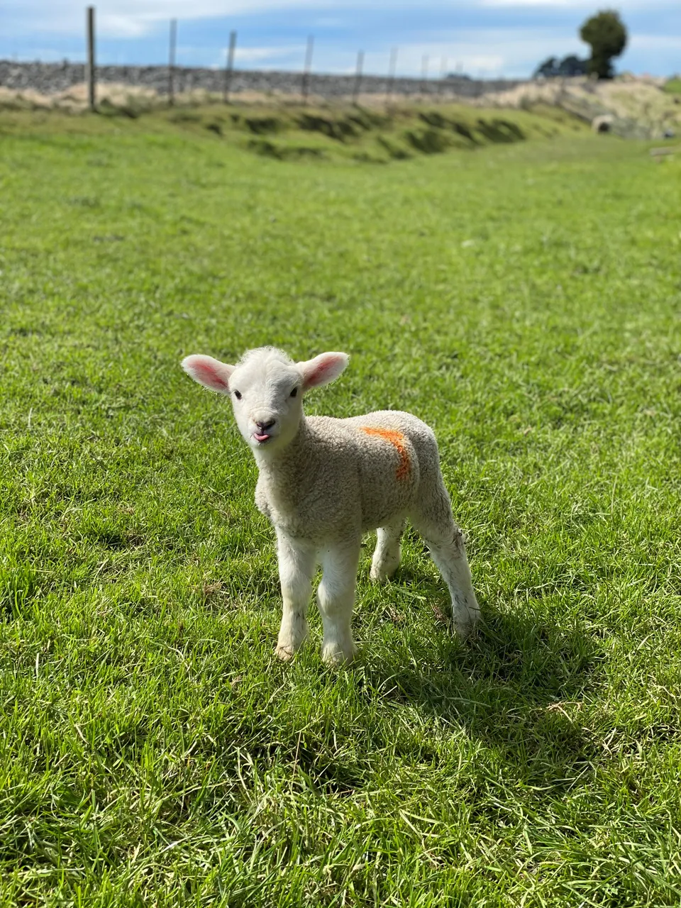 Farm Lamb - Southland, New Zealand - Credit Great South (5)
