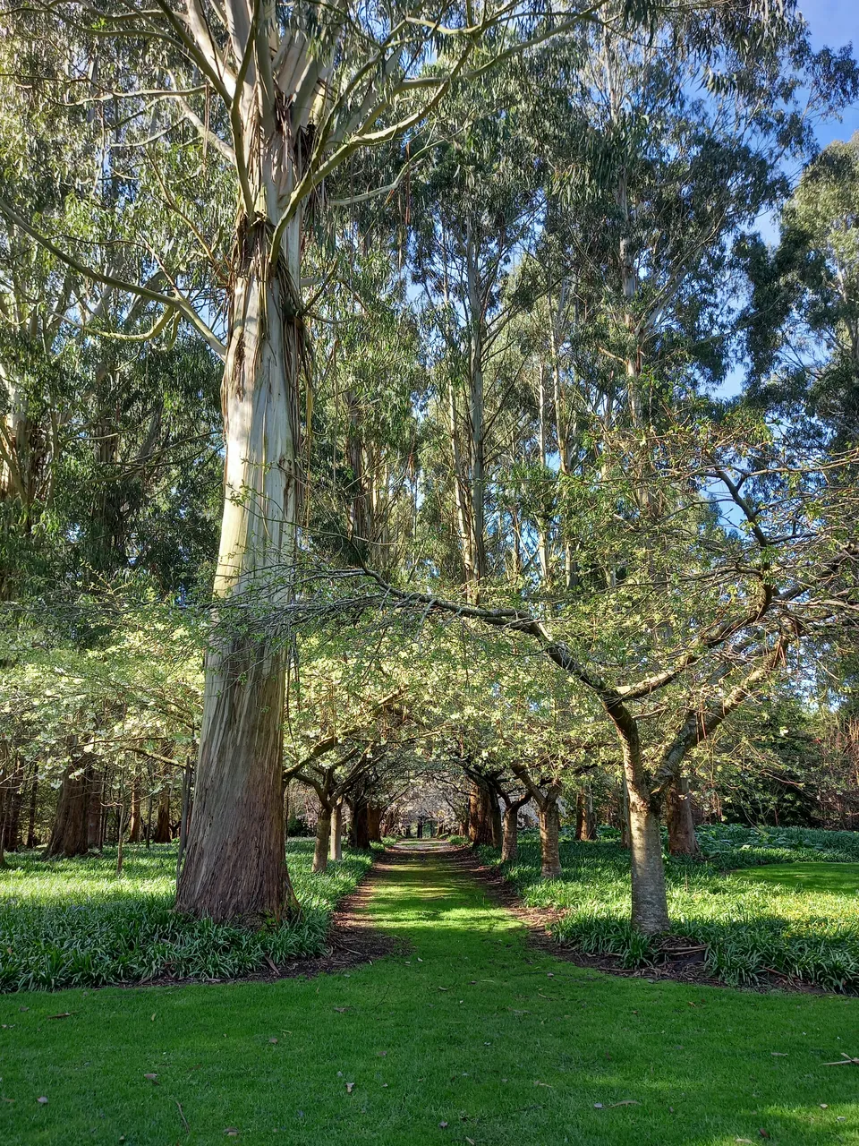 Maple Glen Gardens - Southland, New Zealand - Credit Great South (3)