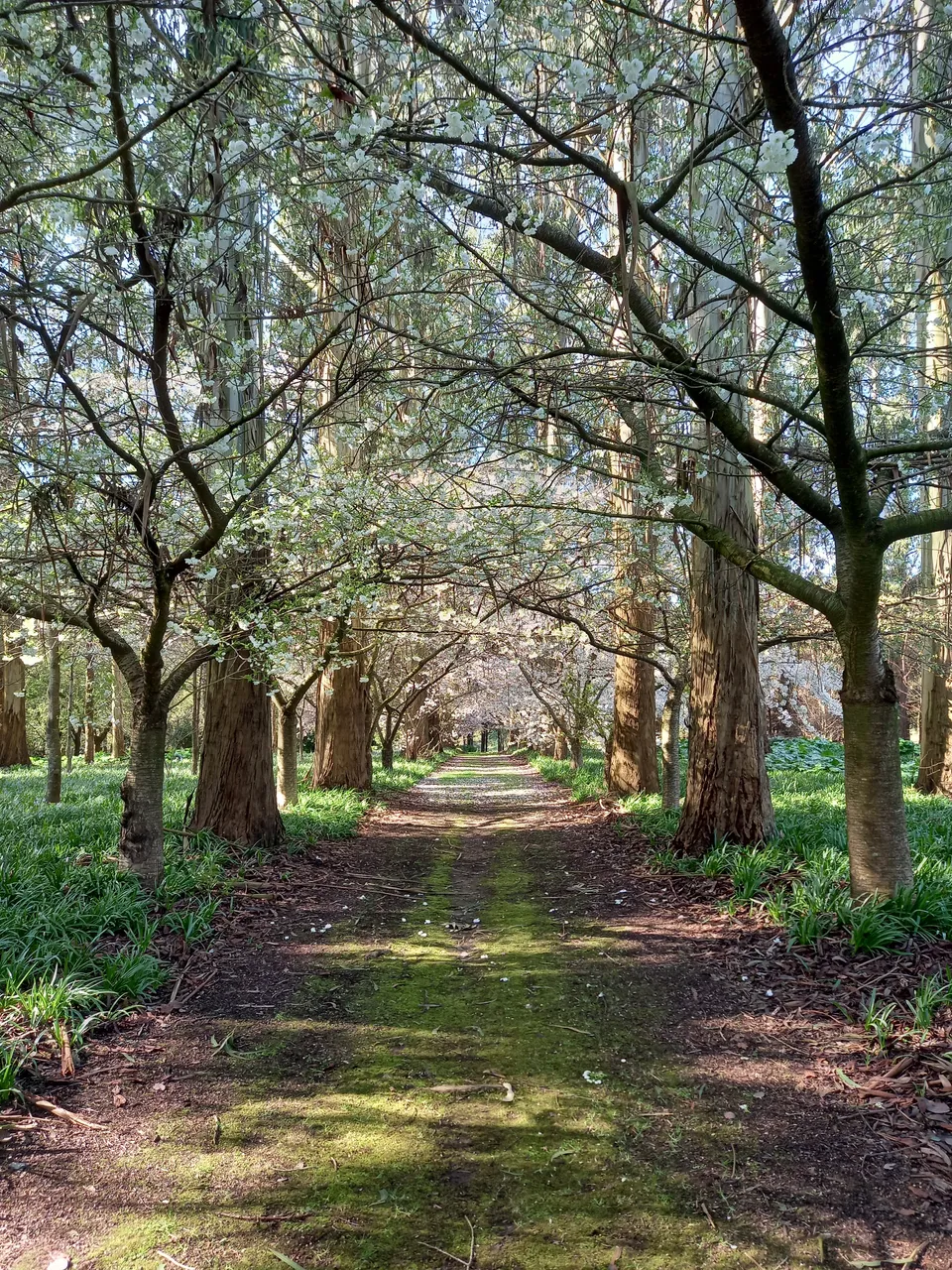 Maple Glen Gardens - Southland, New Zealand - Credit Great South (2)