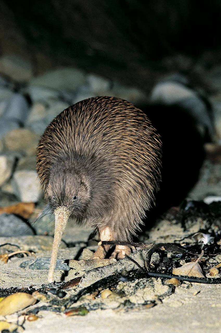 Kiwi - Stewart Island - Southland, New Zealand - Credit Great South (9)
