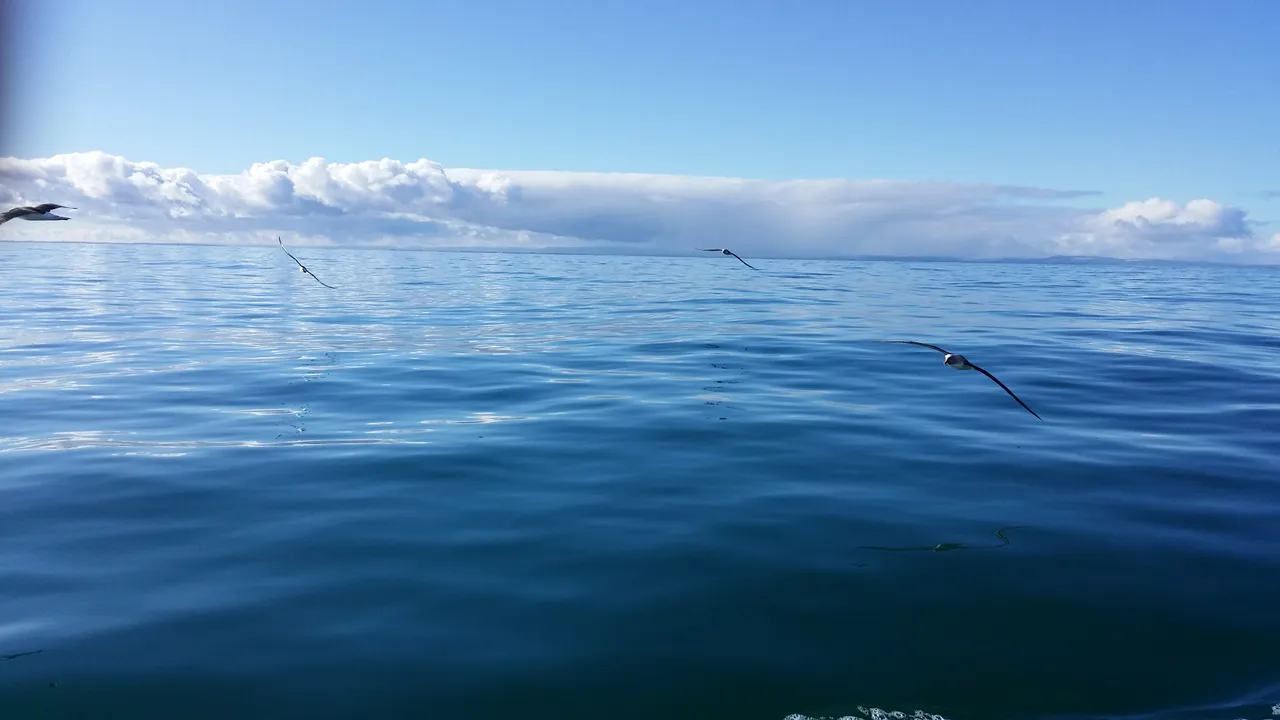 Albatross - Southland, New Zealand - Credit Great South (4)